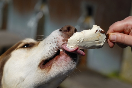 Husky dog eating icecream from owners hand.の写真素材