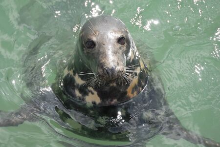 One Grey Seal looking. Located Newquay, Cornwall, UK.の写真素材