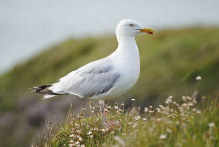 One sea gull perched on a cliff amoungst flowers 