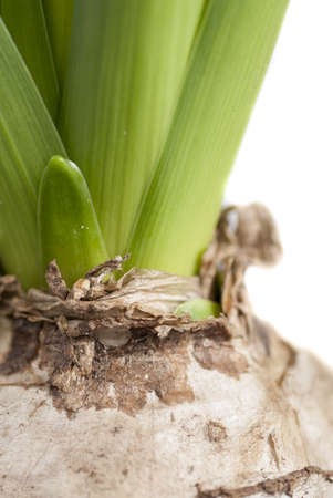 Macro image of Hyacinth bulb sprouting against white background の写真素材