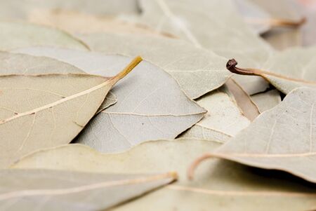 
 dry bay leaves.