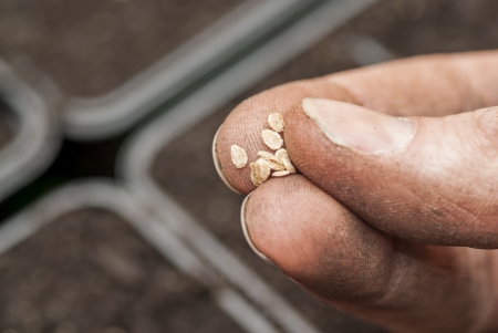 Hand holding tomato seeds ready to sow の写真素材