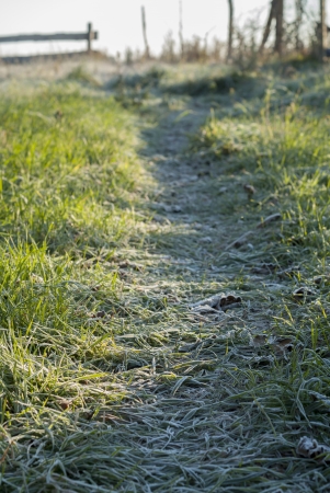 Garden path covered in frost.の写真素材