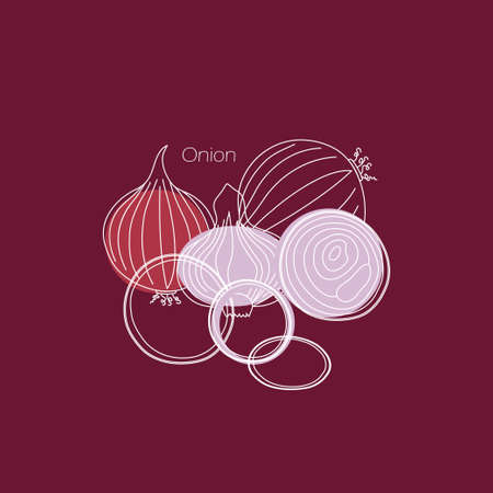 Hand line drawing vector onion vegetable. Whole red onion and slice isolated on a purple background. Color illustration and white outline. Food image in cartoon simple flat style.のイラスト素材