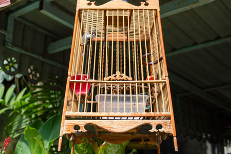 Decorative wooden birdcage with a perched bird, surrounded by greenery, showing details of cage structure, feeding bowls and natural environment.