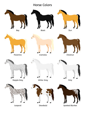 Vector flat cartoon collection set of different horse colors isolated on white backgroundのイラスト素材
