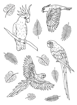 Vector Black ink hand drawn doodle sketch set collection of different parrots birds isolated on white backgroundのイラスト素材
