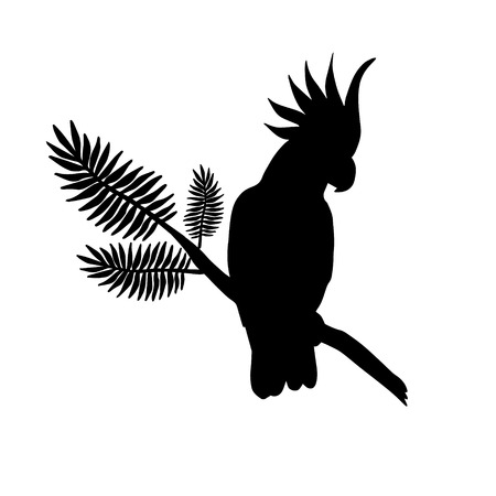 Vector black flat silhouette of cockatoo parrot sitting on palm tree branch isolated on white backgroundのイラスト素材