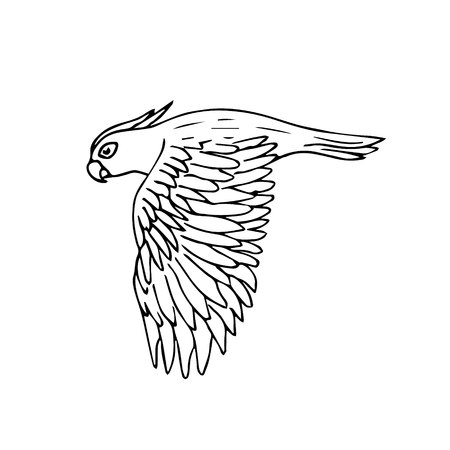 Vector black ink line hand drawn cockatoo parrot flying isolated on white backgroundのイラスト素材