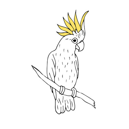 Vector black ink line hand drawn cockatoo parrot sitting on tree branch isolated on white backgroundのイラスト素材