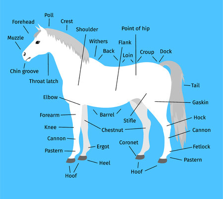 vector cartoon flat infographic anatomy of a white gray horse isolated on blue backgroundのイラスト素材