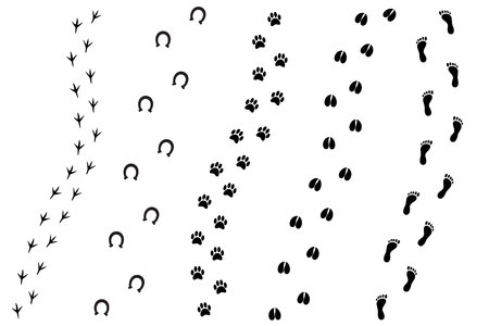 Vector flat cartoon set of black different animal and human foot print isolated on white backgroundのイラスト素材