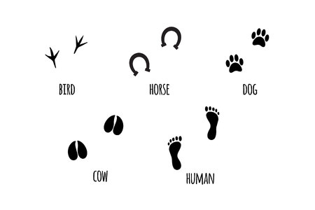 Vector flat black collection set of different animal silhouettes foot print isolated on white backgroundのイラスト素材