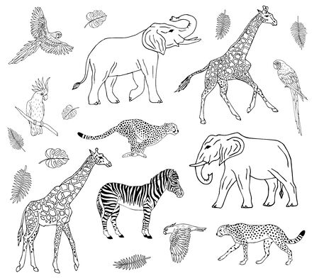 Vector hand drawn doodle sketch collection set of african animals isolated on white backgroundのイラスト素材