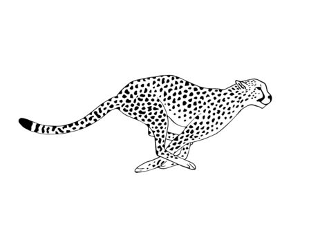 Vector black line hand drawn running cheetah isolated on white backgroundのイラスト素材
