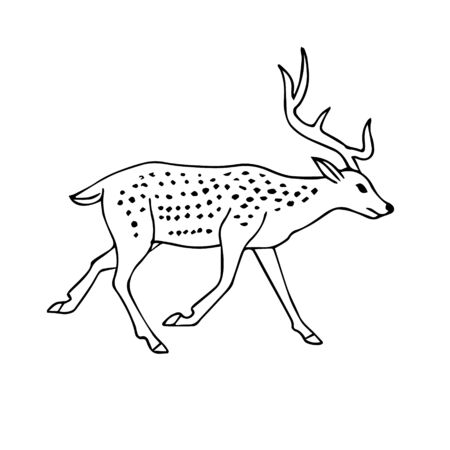 Vector hand drawn doodle sketch deer isolated on white backgroundのイラスト素材