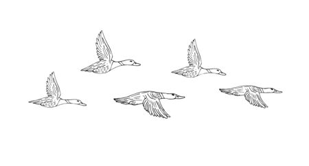 Vector hand drawn sketch flock of flying duck isolated on white backgroundのイラスト素材
