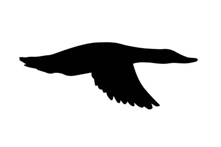 Vector black duck silhouette isolated on white backgroundのイラスト素材