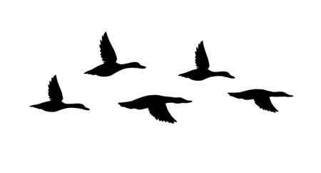 Vector black flock of flying duck silhouette isolated on white backgroundのイラスト素材