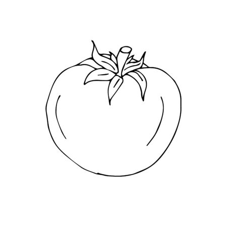 Vector hand drawn outline tomato isolated on white backgroundのイラスト素材