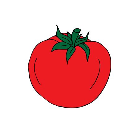 Vector hand drawn red tomato isolated on white backgroundのイラスト素材