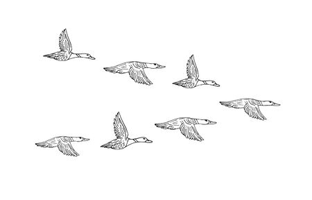 Vector black hand drawn flock of flying duck isolated on white backgroundのイラスト素材