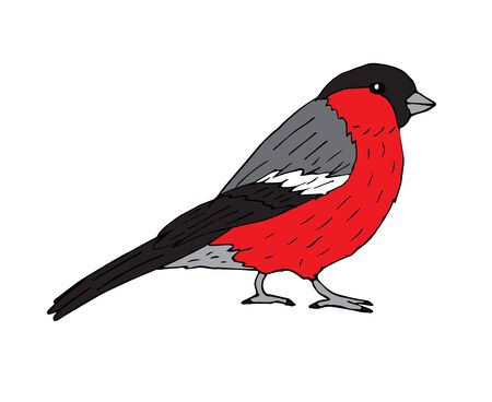 Vector hand drawn sketch colored bullfinch isolated on white backgroundのイラスト素材
