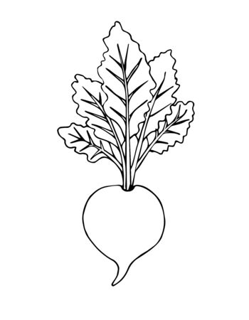 Vector hand drawn black doodle sketch beet isolated on white backgroundのイラスト素材