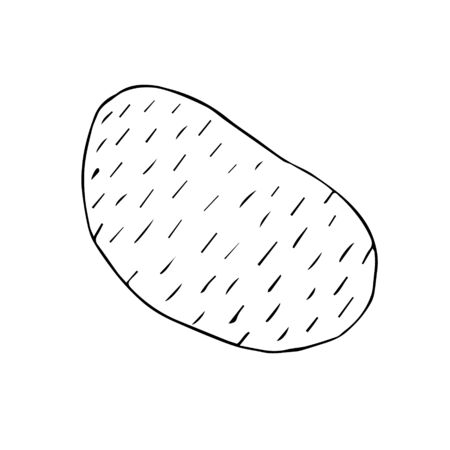 Vector hand drawn sketch potato isolated on white backgroundのイラスト素材