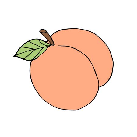 Vector hand drawn sketch doodle colored peach isolated on white backgroundのイラスト素材