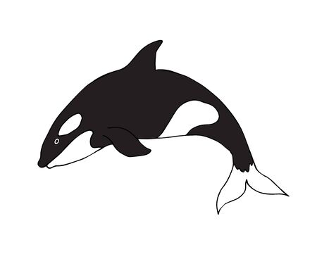 Vector hand drawn doodle sketch killer whale isolated on white backgroundのイラスト素材