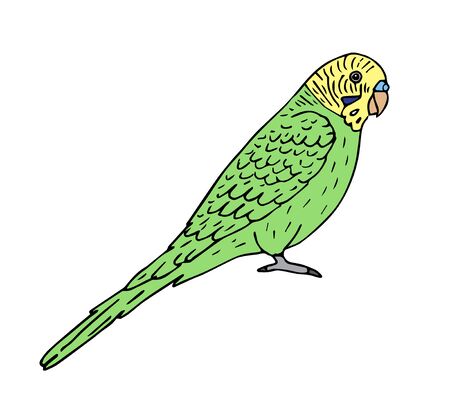 Vector hand drawn doodle sketch colored budgie parrot isolated on white backgroundのイラスト素材