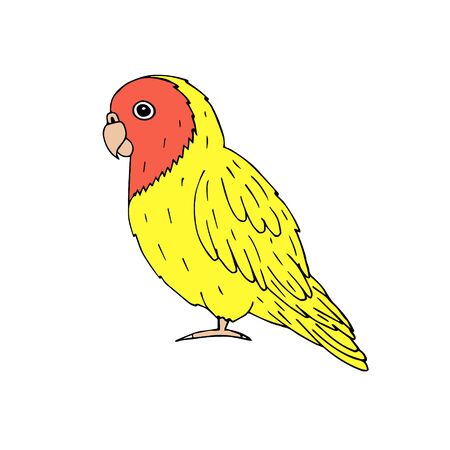 Vector hand drawn doodle sketch yellow lovebird parrot isolated on white backgroundのイラスト素材