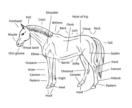 Vector outline info graphic of hand drawn doodle sketch horse parts isolated on white backgroundのイラスト素材