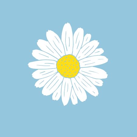 Vector hand drawn doodle sketch daisy chamomile flower isolated on blue backgroundのイラスト素材