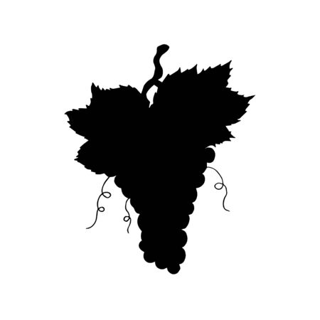 Vector sketch black grapes silhouette isolated on white backgroundの写真素材