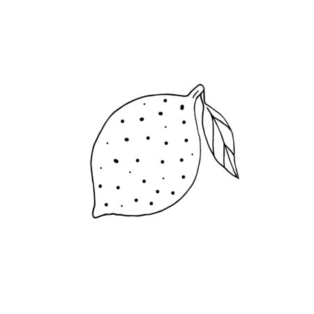 Vector hand drawn doodle sketch lemon isolated on white backgroundの写真素材