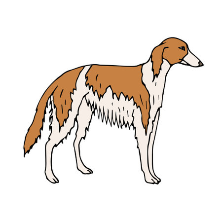 Vector hand drawn russian borzoi dogのイラスト素材