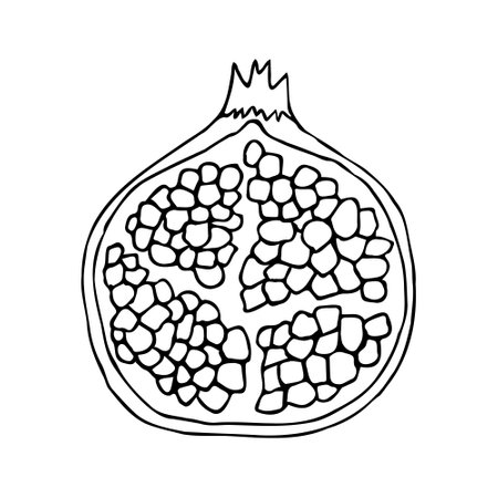 Vector hand drawn doodle sketch pomegranateのイラスト素材