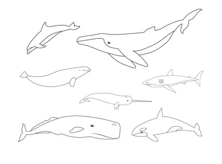 Vector set of flat hand drawn outline whalesのイラスト素材