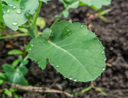 Large drops of dew on one green leaf of young cabbage in the garden. Organic greens, green harvest,...