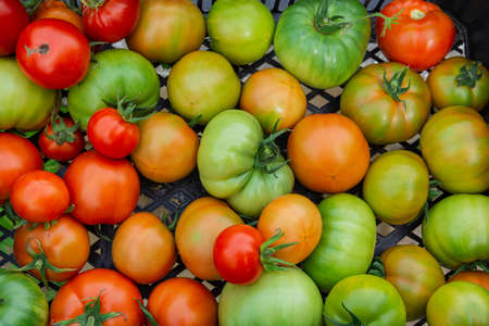 A box of red and green tomatoes from the garden. View from above