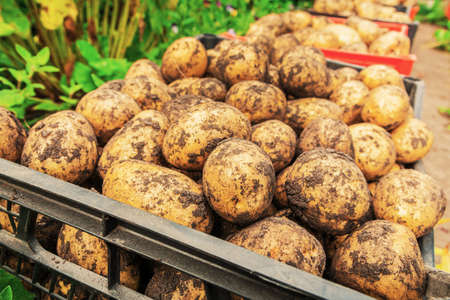 Collecting potatoes. Fresh white potatoes dug out of the ground are in boxes.の写真素材