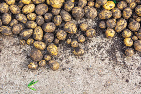 Harvesting the harvest of potatoes. Fresh white potatoes dug out of the ground lie on a concrete...