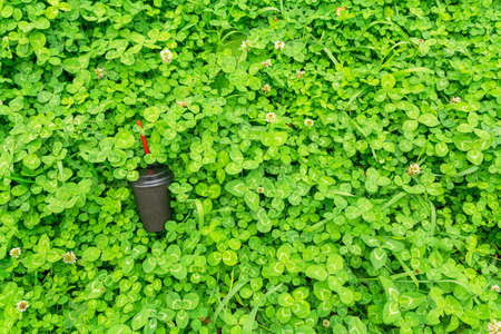 A black paper coffee cup with a red straw is thrown into the green grass. View from above. Environmental pollution with household waste.の写真素材