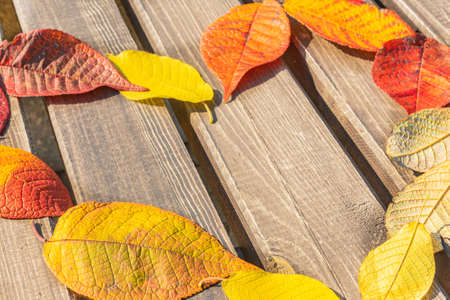 Heart laid out of autumn leaves on a wooden bench. Flat lay.の写真素材