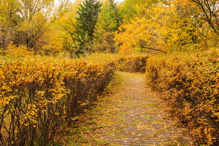 A path strewn with autumn leaves runs through the bushes in a neglected park. Autumn landscape.の写真素材