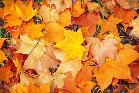 Fallen red, yellow, brown maple leaves create a beautiful autumn carpet in the park and forest.