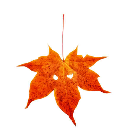 Red autumn maple leaf is located on a white background. There are two eye-like holes on the sheet.