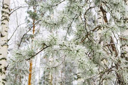 Birch and pine forest in winter. New Year and Christmas concept. Forest in Siberia.の写真素材